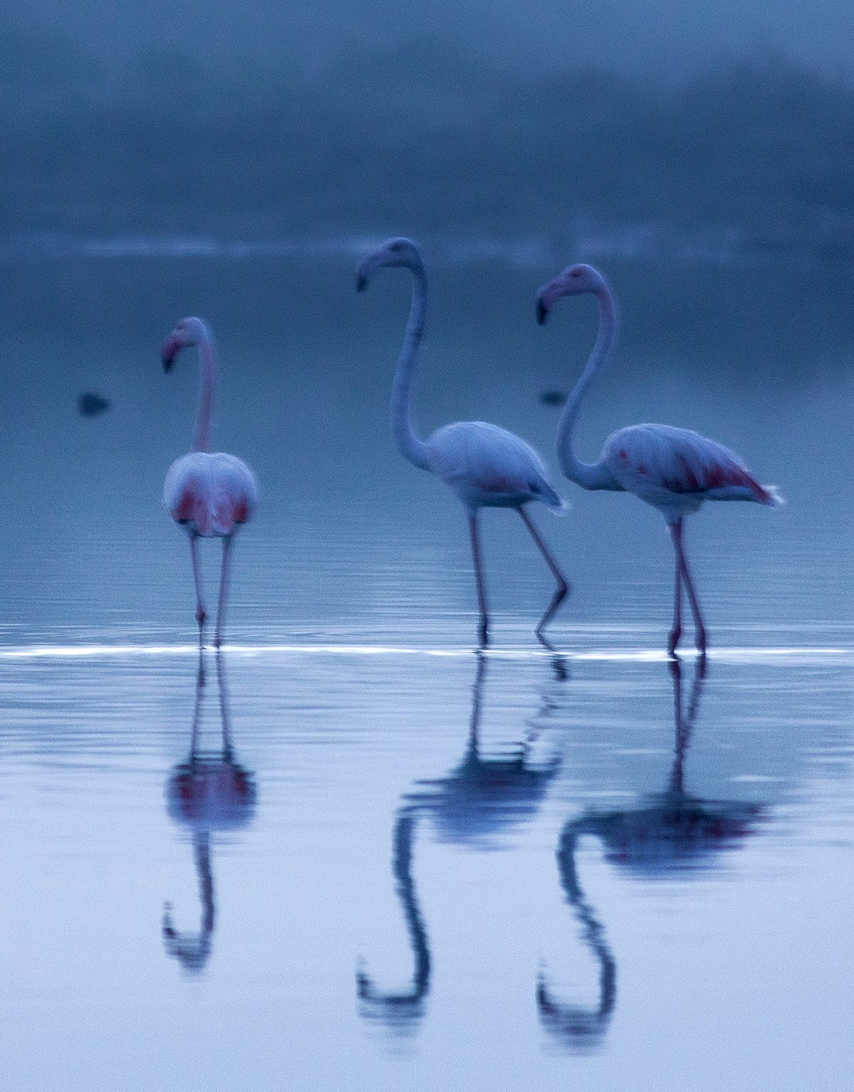 Author Print - Flamingos in...