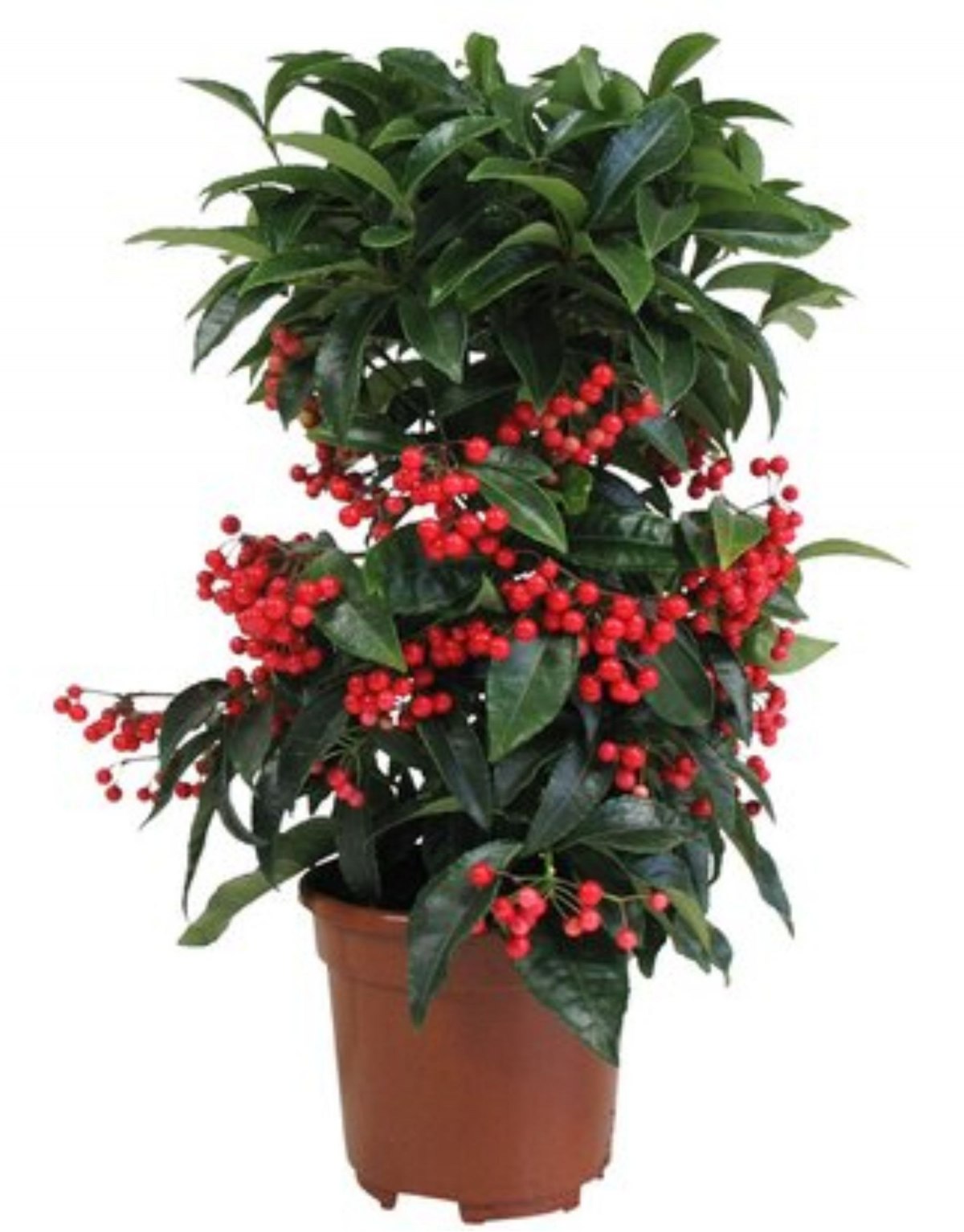 Pianta da Interni - Ardisia...