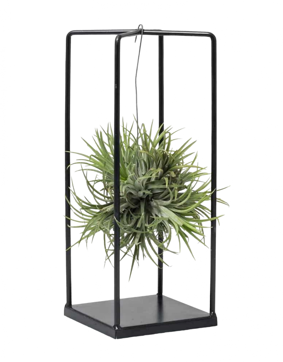 Tillandsia pianta aerea Confezione Regalo