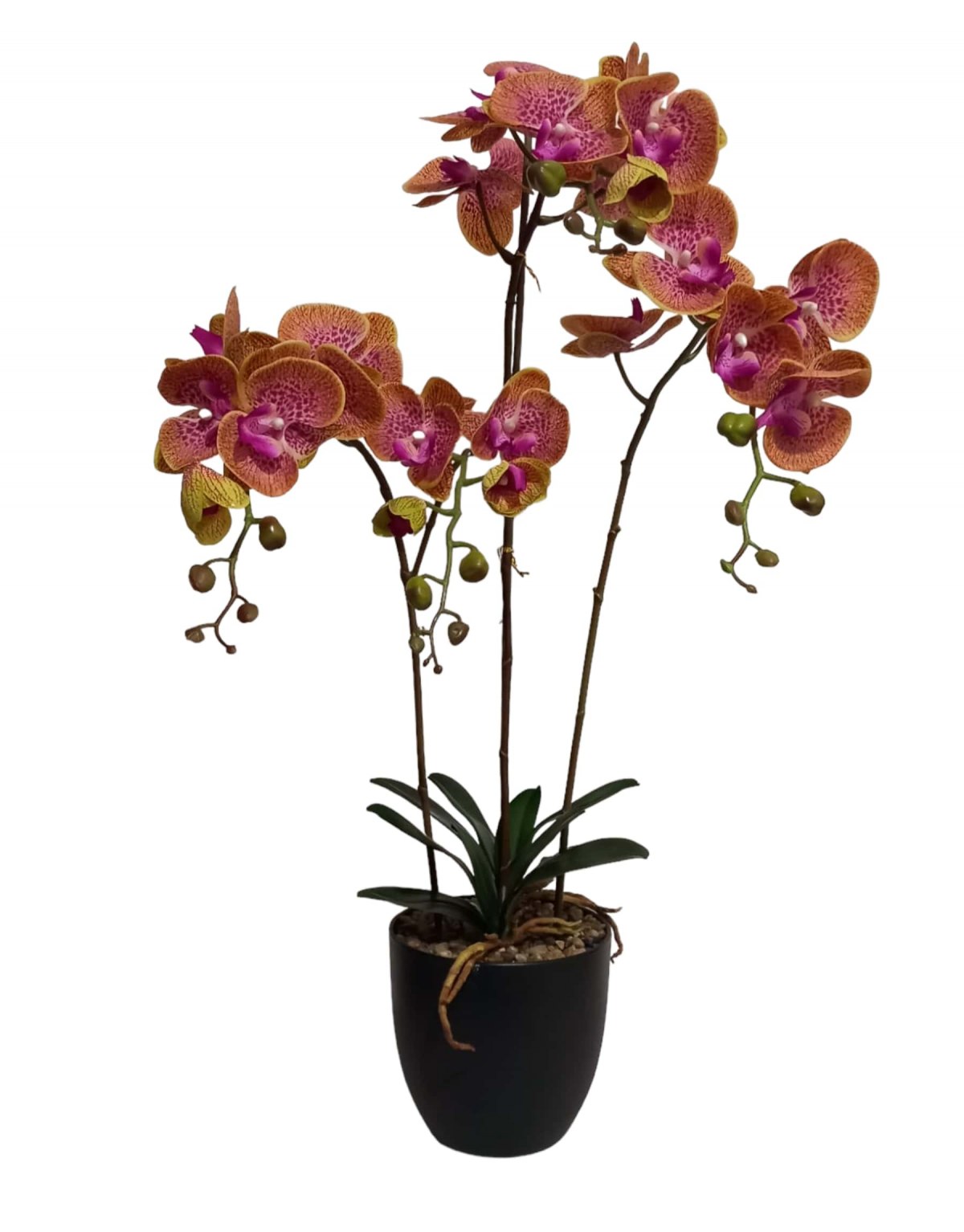 Pianta di Phalaenopsis 3...
