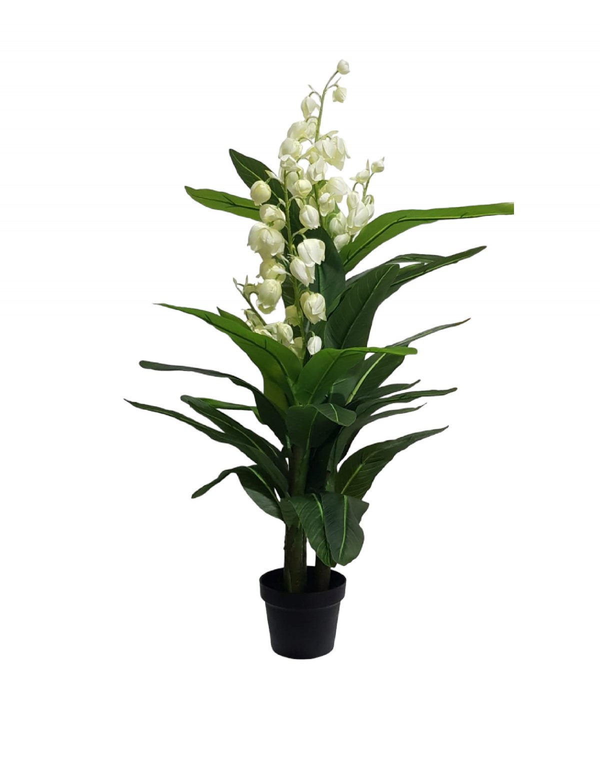 Pianta Yucca con Fiori con...