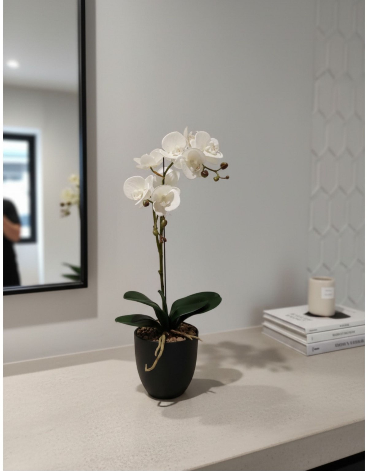 Pianta di Phalaenopsis...