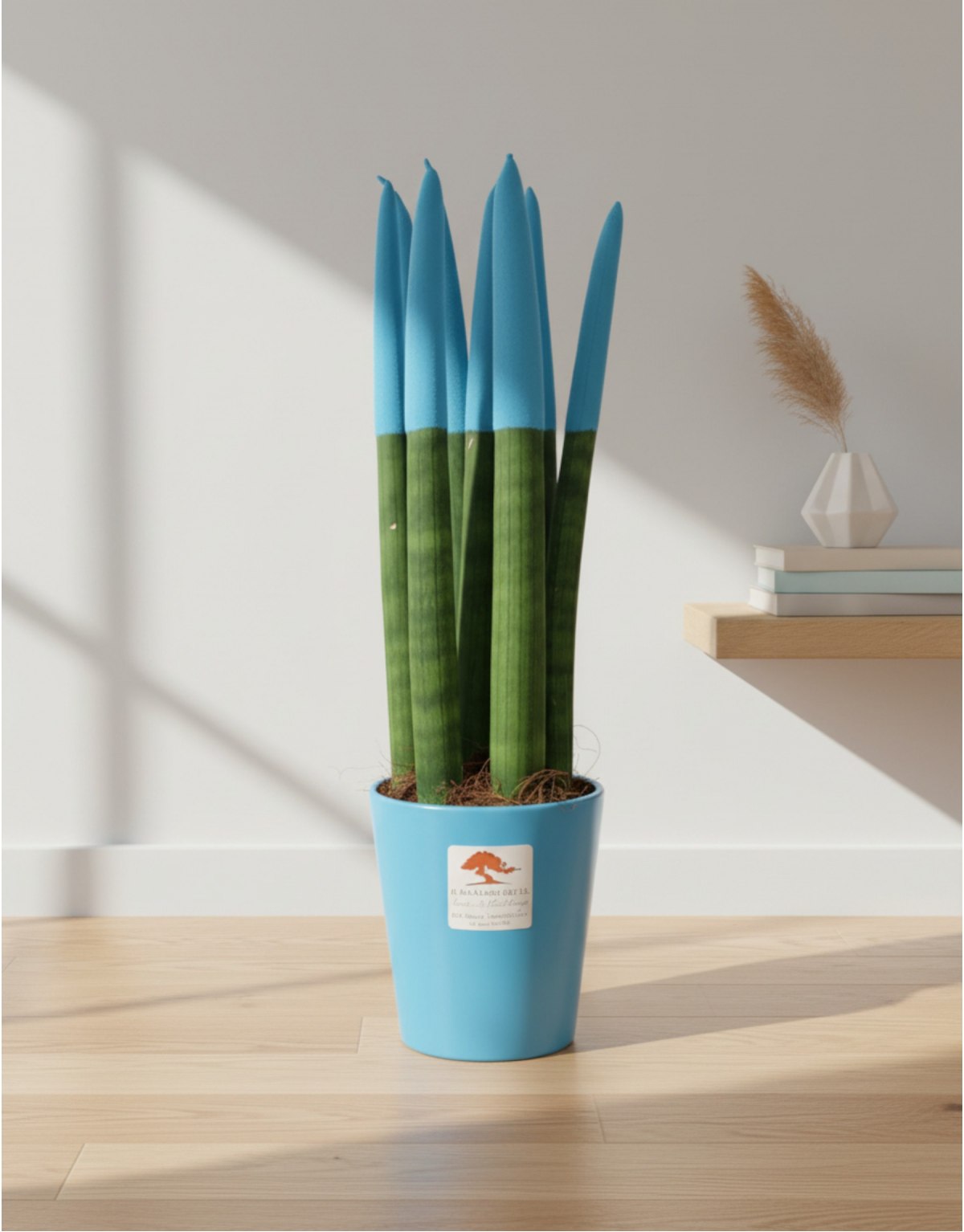 Sanseveria Cylindrica Punte...