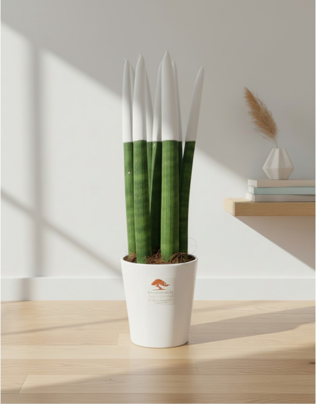 Sanseveria Cylindrica Punte...