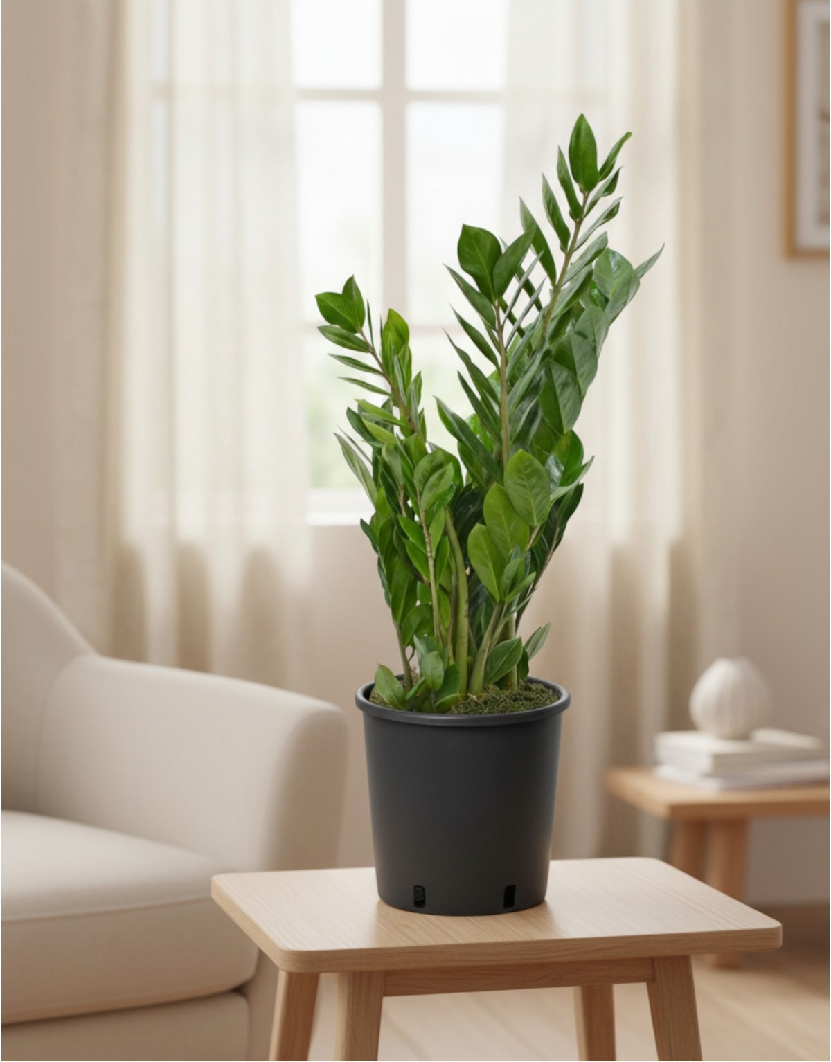 Pianta Sempreverde -...