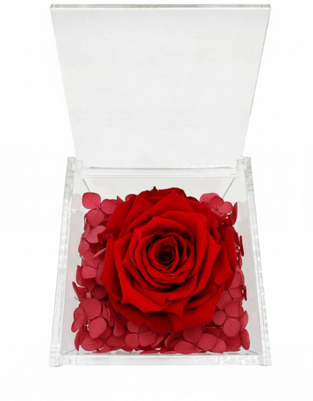 Rosa Stabilizzata Rossa in...