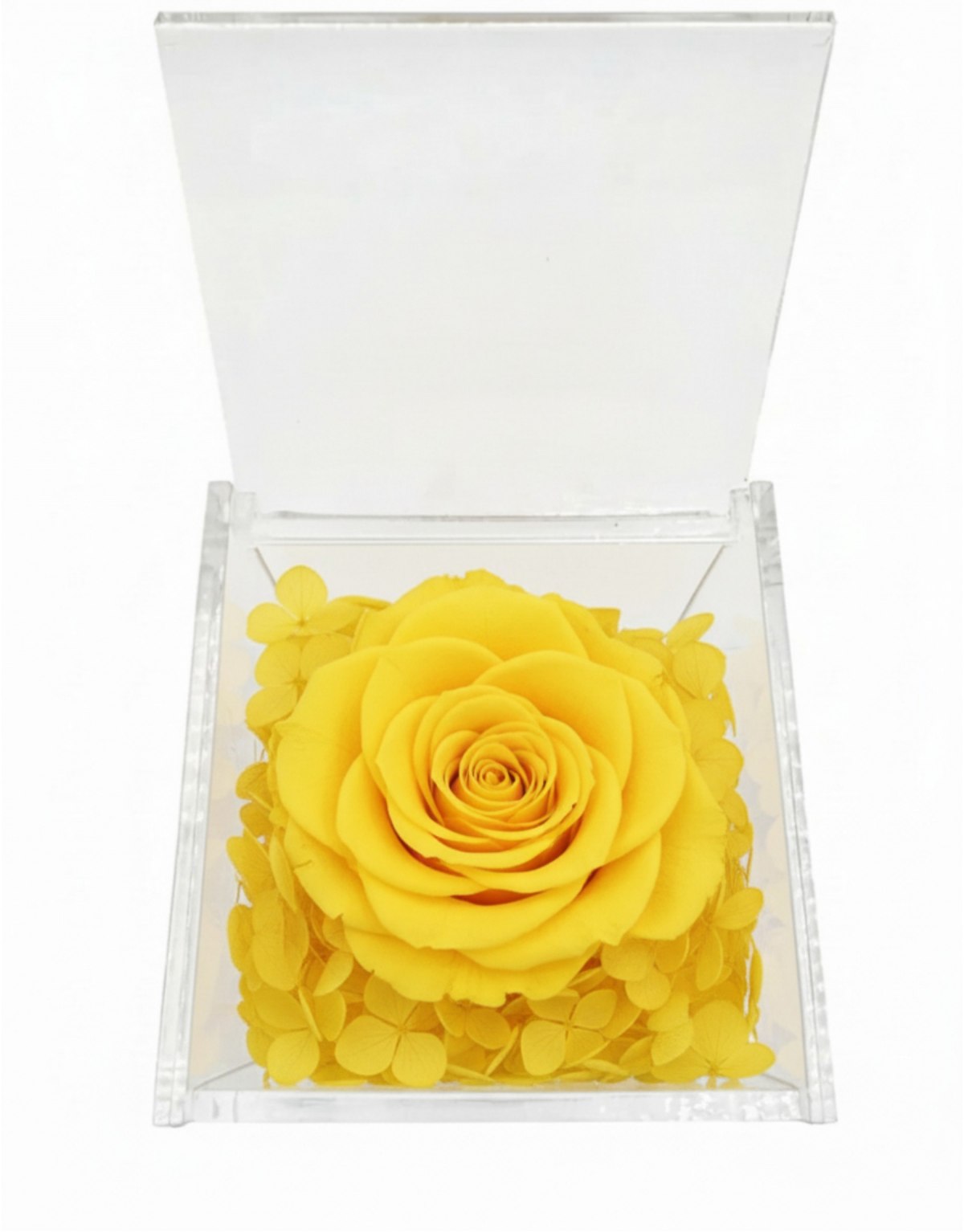 Rosa Stabilizzata Gialla in...