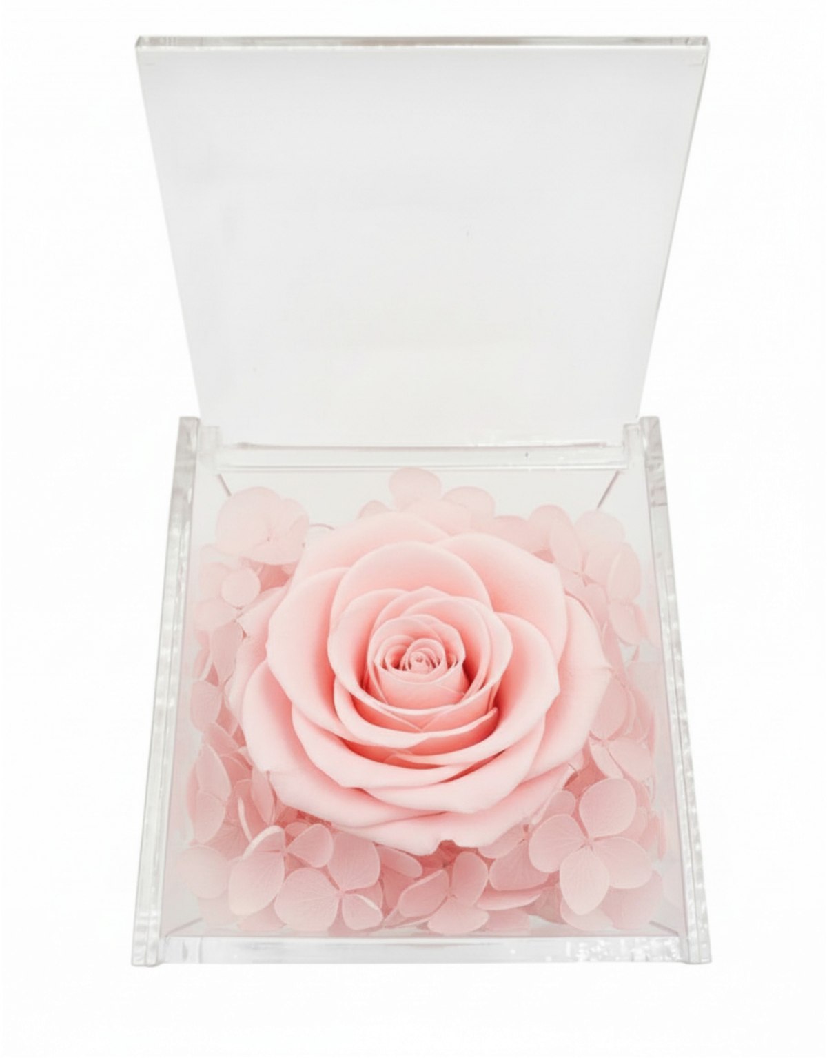 Rosa Stabilizzata Rosa in...