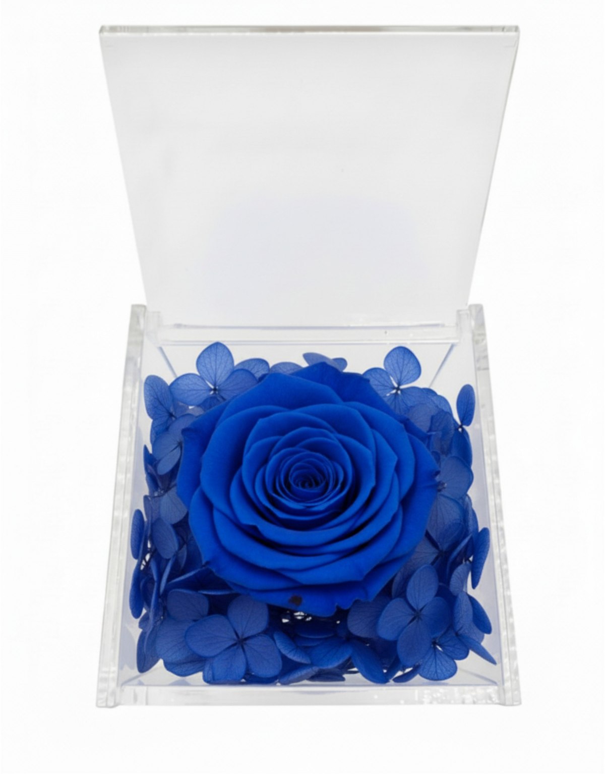 Rosa Stabilizzata Blu in...