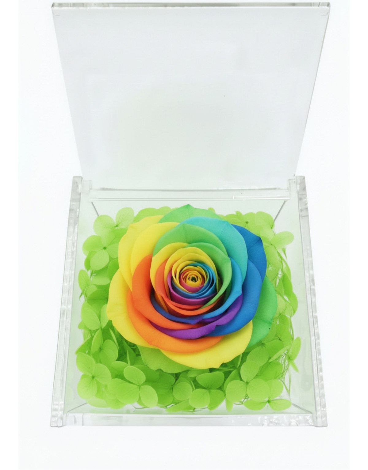 Rosa Stabilizzata...