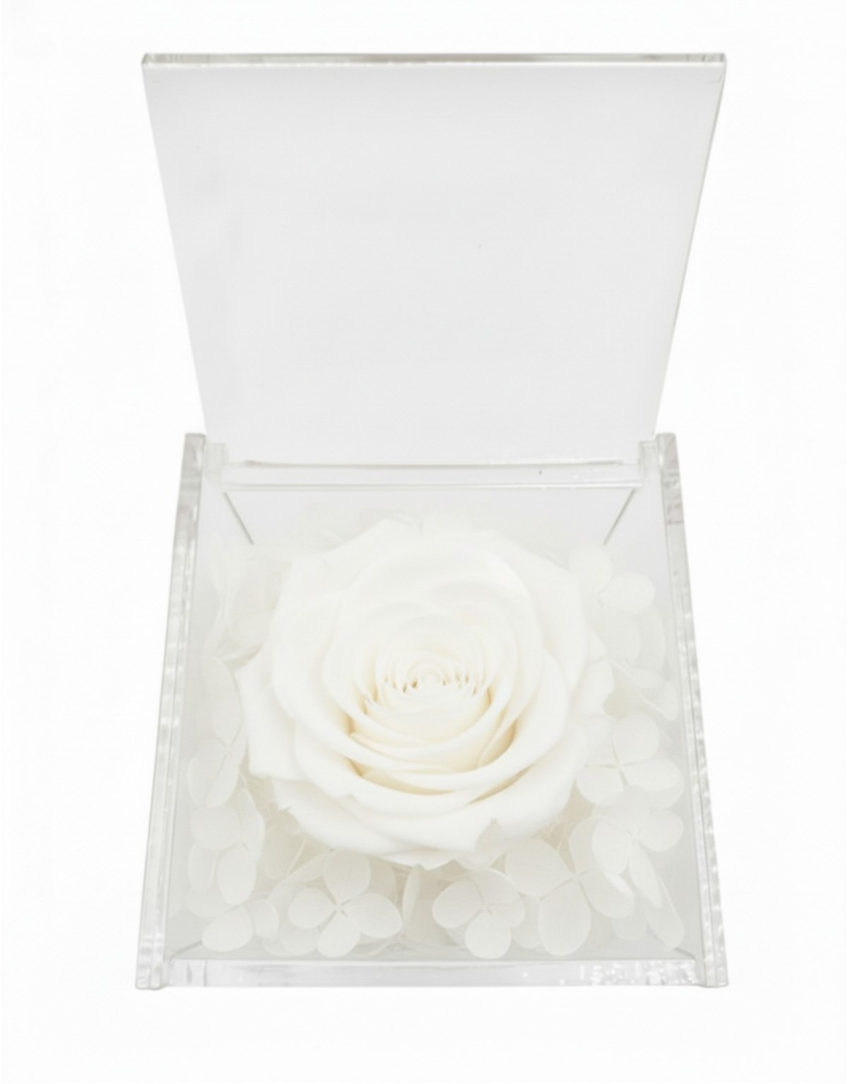 Rosa Stabilizzata Bianca in...