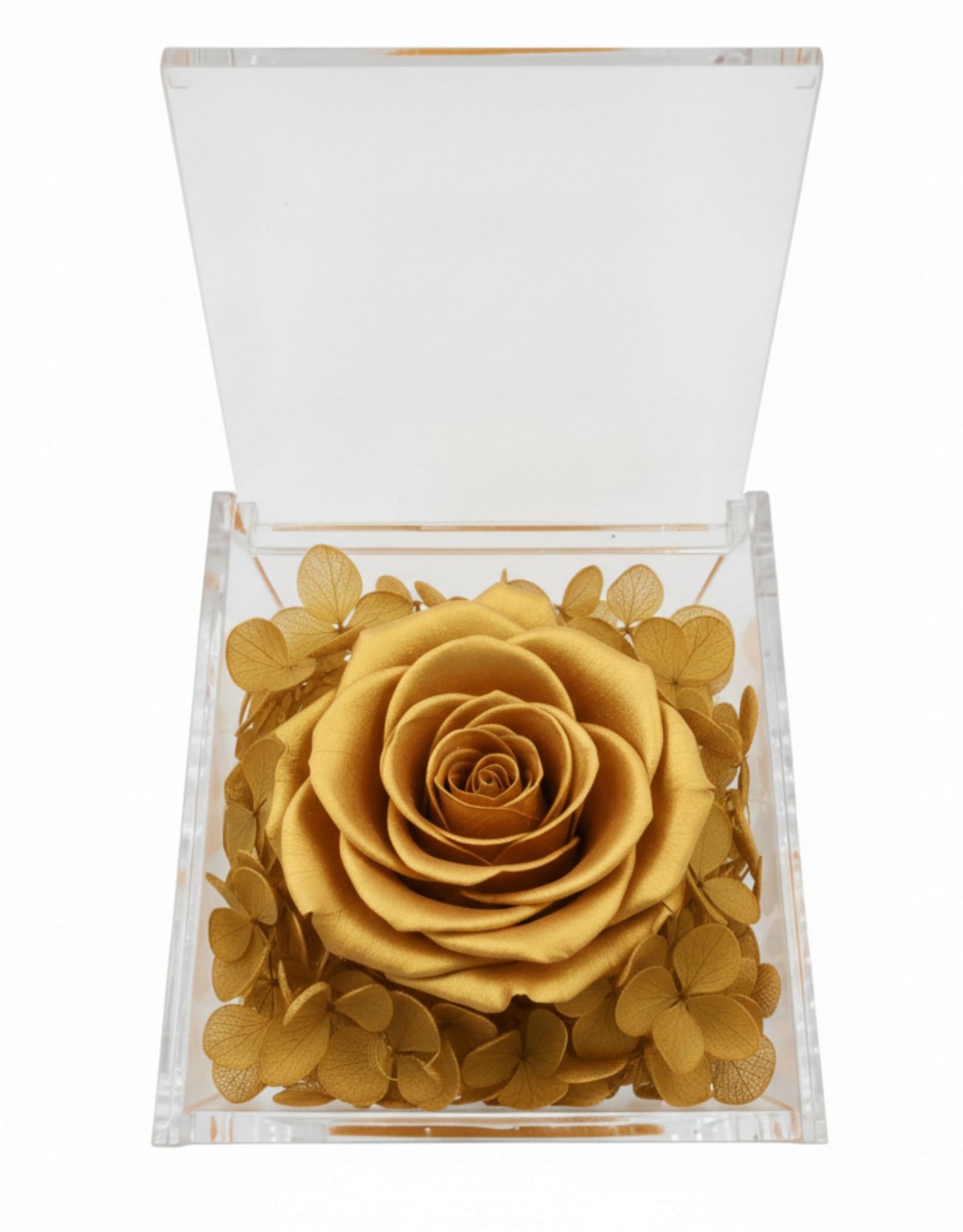 Rosa Stabilizzata Oro in...