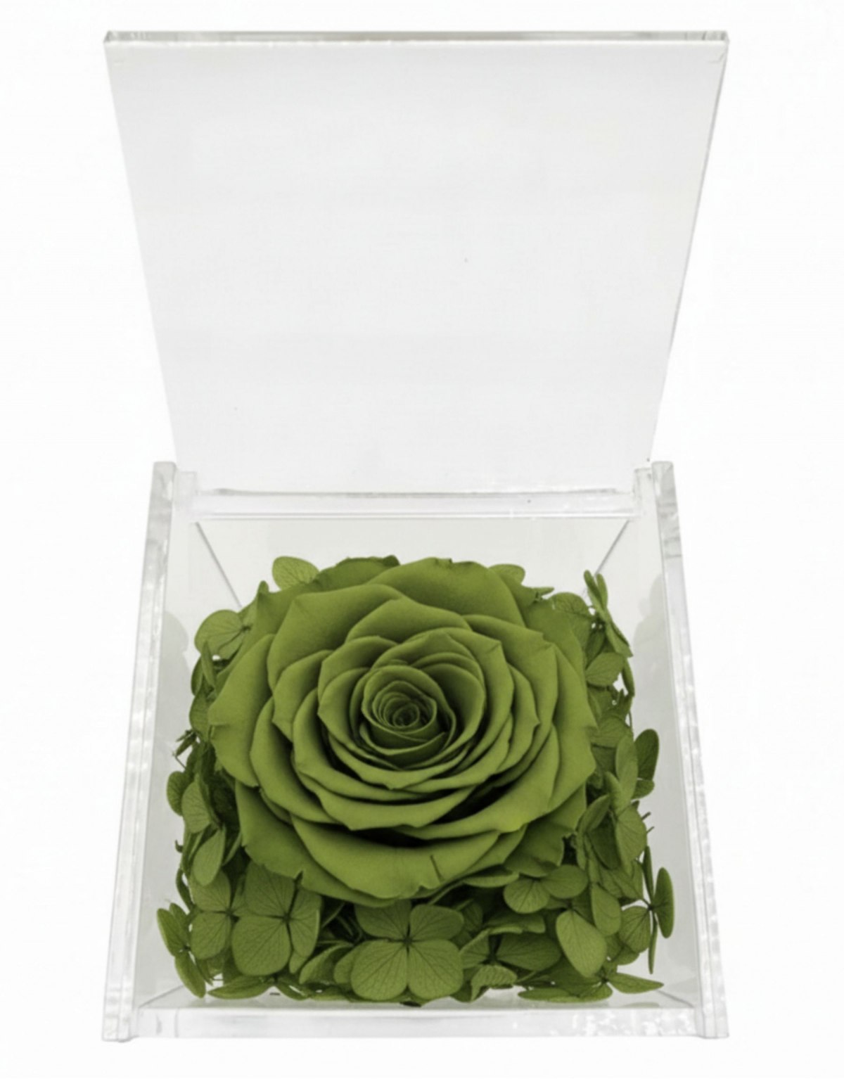 Rosa Stabilizzata Verde...