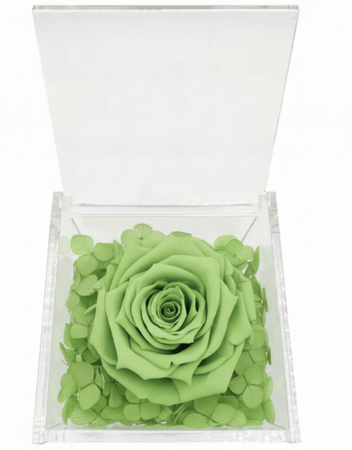 Rosa Stabilizzata Verde...